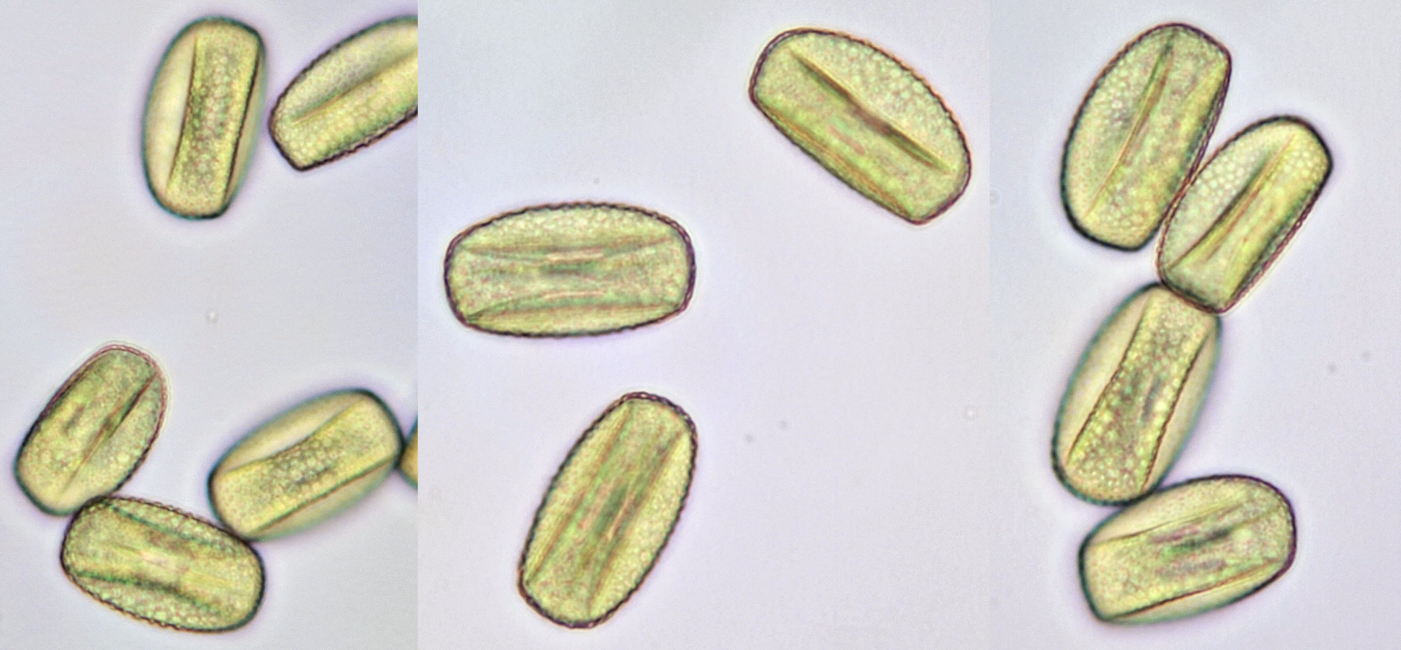 Pollen Lysimachia vulgaris